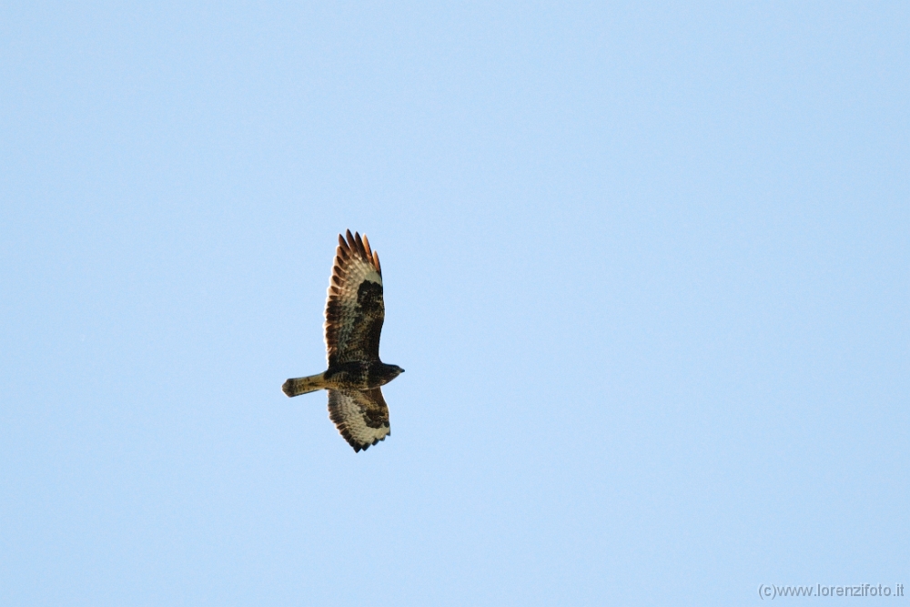 03772 Buteo buteo (Poiana).jpg